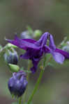 European columbine